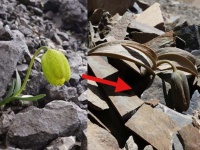 人間から身を守るため、カモフラージュの技を習得した植物