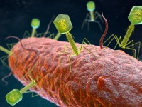 生物と非生物の境界を揺るがす細菌感染性ウイルスが発見される（米研究）