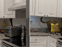 キッチンの棚から何か生えてる？「ネットで一番カオスな猫」は窃盗の常習犯だった