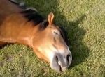 馬のいびきと安らかな寝顔の動画。　ずっと聞いてるとクセになる…！