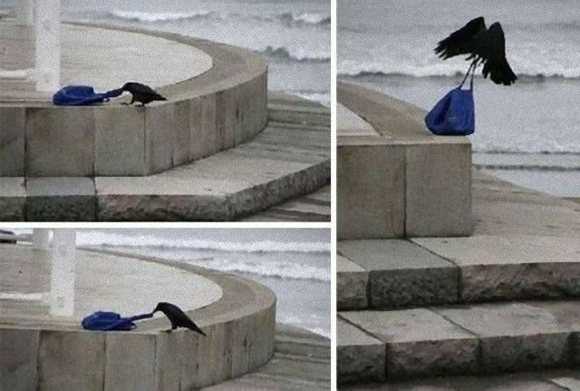 crowsnanimals7_e