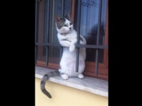 窓枠で夕涼みするニャンコがどう見てもおばちゃんすぎると話題に