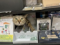 「何かお探しですかニャ？」　棚からカワイイお顔がヒョッコリ...「店長猫」いる文房具屋が最高すぎる