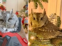 「えっ、飾りじゃなかったの？」クリスマスツリーに紛れてやって来たミミズク、4日後にリビングルームで発見される