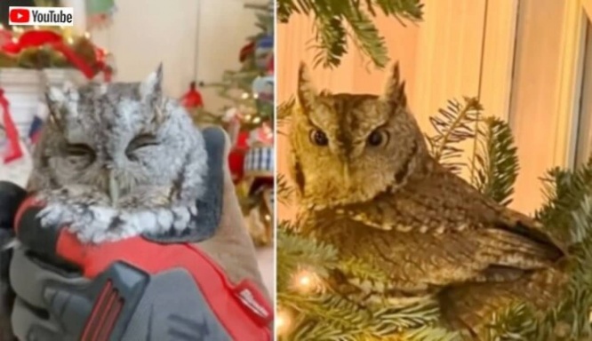 「えっ、飾りじゃなかったの？」クリスマスツリーに紛れてやって来たミミズク、4日後にリビングルームで発見される