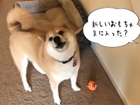 「新しいおもちゃ気に入った？」と聞かれた時の柴犬の反応