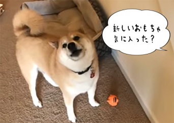 「新しいおもちゃ気に入った？」と聞かれた時の柴犬の反応