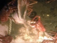 海の中で死体はどのように分解されていくのか？（カナダ研究）