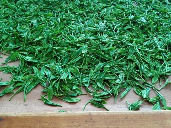 摘みたての茶葉（静岡県茶手揉保存会牧之原支部公式フェイスブックより）