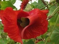 花にもいろいろあるけれど、 1地域でしか見られない希少な9種の花
