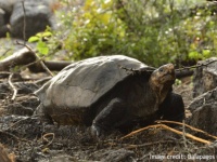 絶滅したと思われていたガラパゴスゾウガメの生存を確認。火山島でひっそり生きていた