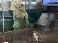 動物園のペンギンたちが、ホッキョクグマに会いに行くよ