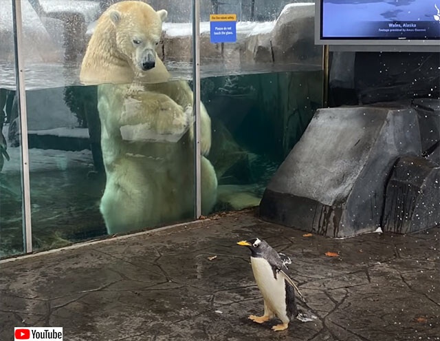 動物園のペンギンたちが、ホッキョクグマに会いに行くよ