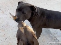 天使が舞い降りた？1羽のハチドリが2匹の犬の近くに現れ、以来友情を結ぶ