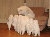真っ白ふわふわ。サモエド犬の魅力にズームイン！