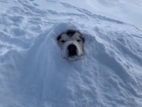 もっと、もっとかけていいのに。砂風呂ならぬ雪風呂にご満悦のマラミュート