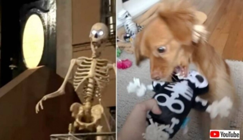 もう骨なんて怖くない！ハロウィンの飾りにおびえていた犬、骸骨への恐怖を克服する