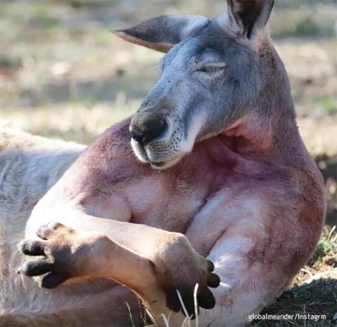 強い（確信。マッチョなルーが筋肉を抱き抱えるようにお昼寝