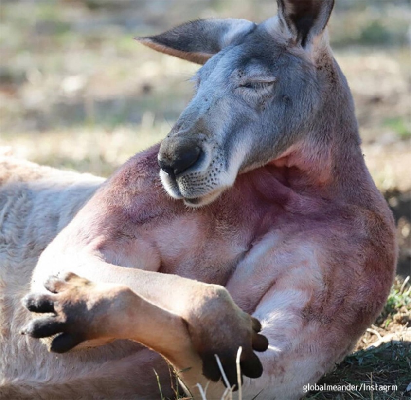 強い（確信。マッチョなルーが筋肉を抱き抱えるようにお昼寝