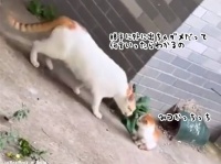 脱走した子猫にお説教をし、家に連れ帰る猫かあさん