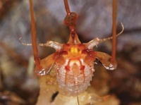 150年ぶりに発見されたエイリアンじみた植物「ティスミア・ネプトゥニス」（マレーシア）