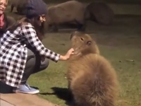 カピバラ、撫でられてうっとり、くずおれる