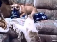 あまり私を怒らせないほうがいい。階段をあがろうとした猫に吠え付いた犬の末路