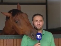 かまってかまって！真面目なリポーターをジャマするウマがひょうきん者すぎるｗｗｗ