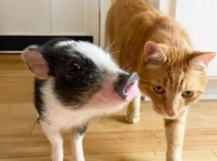 病気を克服した子ブタと親友になった保護猫。常に寄り添い守ろうとする
