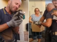 4匹の子猫すべてを火災現場から救出した消防士は、その喜びで涙を流す（イタリア）