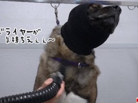 ドライヤーが気持ちいいんじゃ～！アメリカン・アキタ犬、至福の表情浮かべる