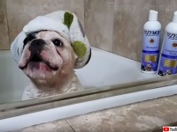 かわいいが大渋滞。犬と猫の日常がたっぷり楽しめる、YOUTUBEの犬猫動画総集編