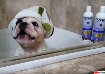 かわいいが大渋滞。犬と猫の日常がたっぷり楽しめる、YOUTUBEの犬猫動画総集編