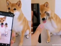 これはかわいい！スマホに撮った自分のポーズと同じポーズをする犬