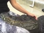 頭を撫でられてウットリしてるワニにギャップ萌え♪