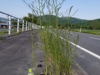 北海道浦河町の「ど根性アスパラ」（㈲上山牧場　kmym_bokujoさんの5月23日ツイート