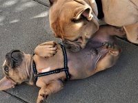 犬は匂いを嗅ぐだけで、新型コロナ感染者を94%の確率で嗅ぎ分けられることが判明（ドイツ研究