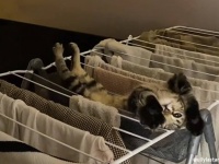 「ここが最高にゃ」室内物干し台がお気に入りスポットとなった子猫の日常