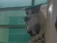 猫母さんの見事な脱出術。赤ちゃんをくわえて華麗に侵入と脱出をしていたよ