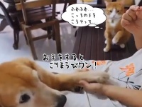 学習に余念のない猫。犬がお手をしておやつをもらっている様子をシミュレーション、からの～ 大変良くできました！