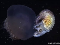 貝殻をもつタコ「アオイガイ科」の驚くべき防衛戦略。卵を守るためにクラゲをヒッチハイク