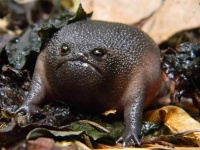 おこ？おこなの？世界一不機嫌そうに見えるカエル「ブラックレインフロッグ」