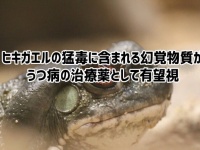 ヒキガエルが分泌するハッピーになれる幻覚成分が、うつ病の治療薬として有望視されている件