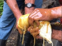 植物の毒性物質がはちみつを狂気に変える。恐ろしい幻覚症状を引き起こす恐ろしい「マッドハニー」