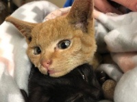 山火事に巻き込まれ、ヒゲを失いながらも、弟猫を必死に守り続けたお姉さん猫（アメリカ）
