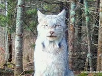 カナダオオヤマネコのカメラ目線いただきました！イケメンすぎます！観察カメラがとらえた奇跡の瞬間