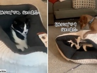 絶対にどかない猫 vs 絶対にどかせたい犬。1つのベッドを巡っての激しい攻防戦の結末は？