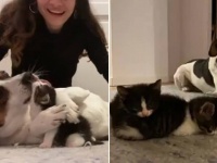 親友犬を失くし悲しみに暮れていた犬の元にやってきた小さな子猫、更に子猫。そこから始まる愛情物語