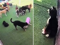 愛犬「ボク、どうしたらいいの？」初めてデイケアに預けられた犬、困惑して壁際に身を寄せる