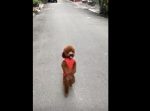 まるで小さな子どものように二足歩行するワンちゃんが可愛すぎる…！
